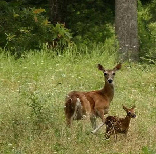 Cerva con cucciolo - Caccia di selezione